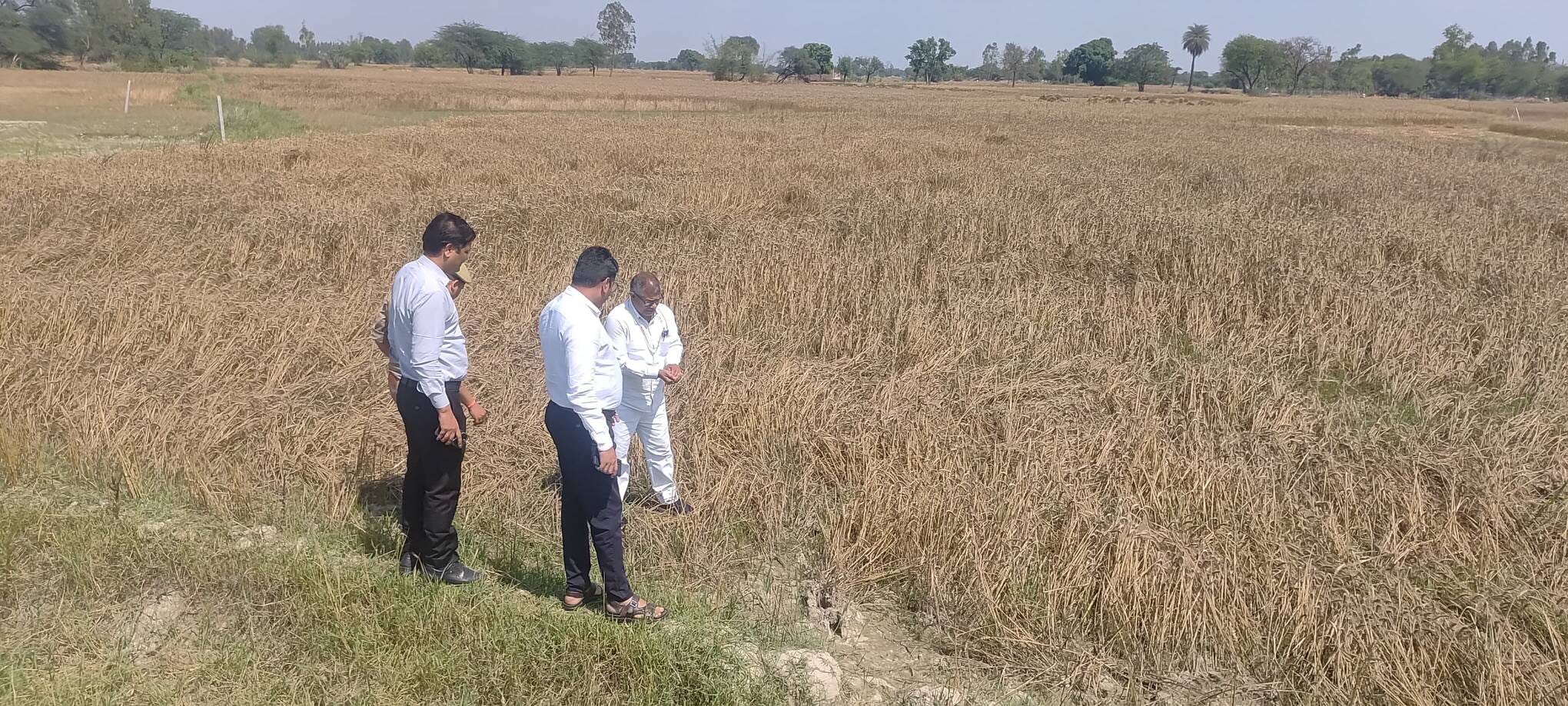 फसलों के नुकसान का निरीक्षण करते एसडीएम मोहनलालगंज फसलों के नुकसान का निरीक्षण करते एसडीएम मोहनलालगंज
