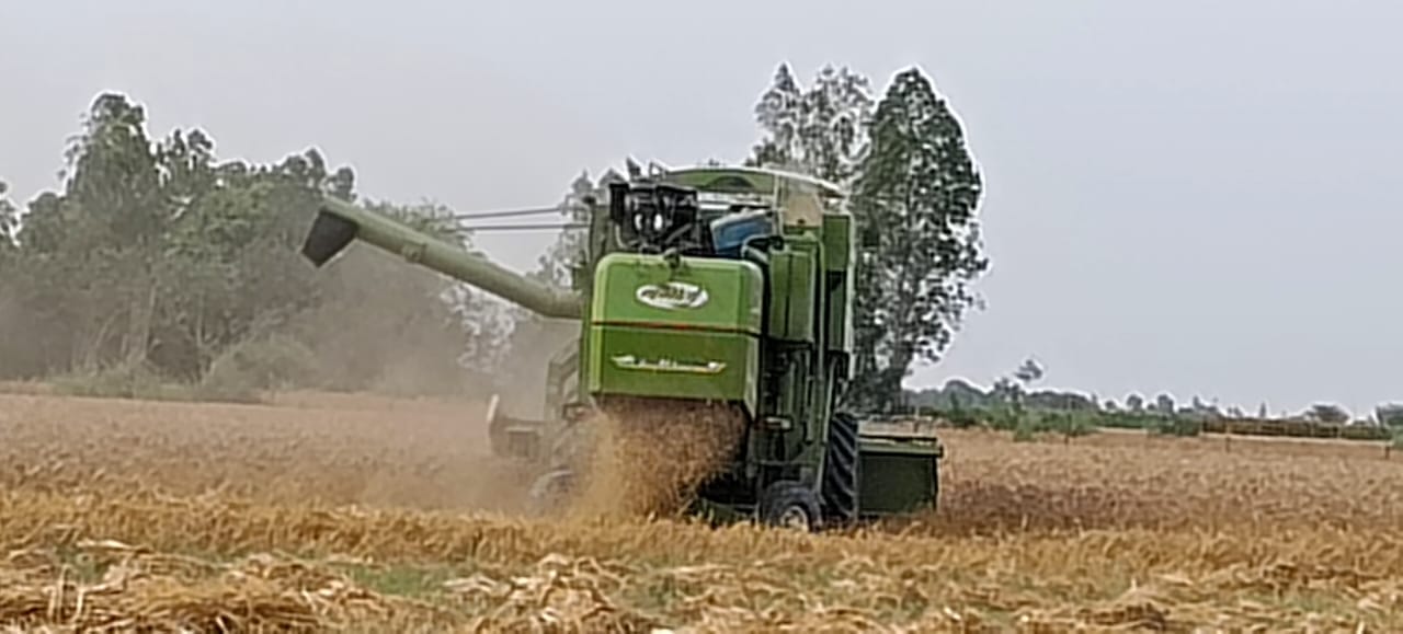 फोटो-18 शमसाबाद क्षेत्र में कटरी में लहलाहती गेहूं की फसल। संवाद