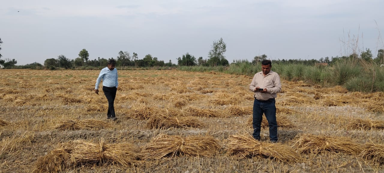 फोटो-18 शमसाबाद क्षेत्र में कटरी में लहलाहती गेहूं की फसल। संवाद