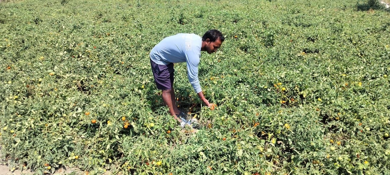 फोटो-27-कुसेला गांव में बारिश में भीगने से अंकुरित होती गेहूं की फसल दिखाता किसान। संवाद फोटो-27-कुसेला गांव में बारिश में भीगने से अंकुरित होती गेहूं की फसल दिखाता किसान। संवाद