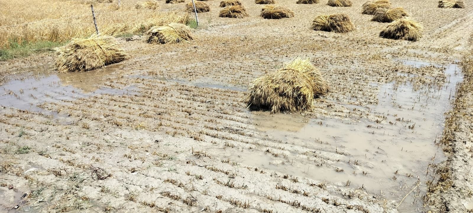 फोटो-27-कुसेला गांव में बारिश में भीगने से अंकुरित होती गेहूं की फसल दिखाता किसान। संवाद फोटो-27-कुसेला गांव में बारिश में भीगने से अंकुरित होती गेहूं की फसल दिखाता किसान। संवाद
