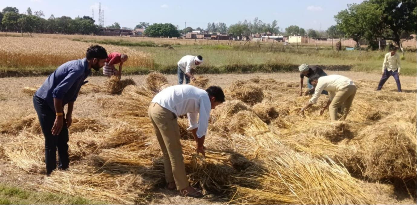 गिरंट के निकट खेत में पड़ी भीगी फसल