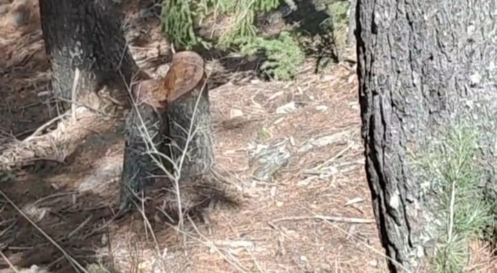 पांगी उपमंडल के जंगल में कटे देवदार के ठूंठ और गिराया गया पेड़। वीडियो ग्रैब