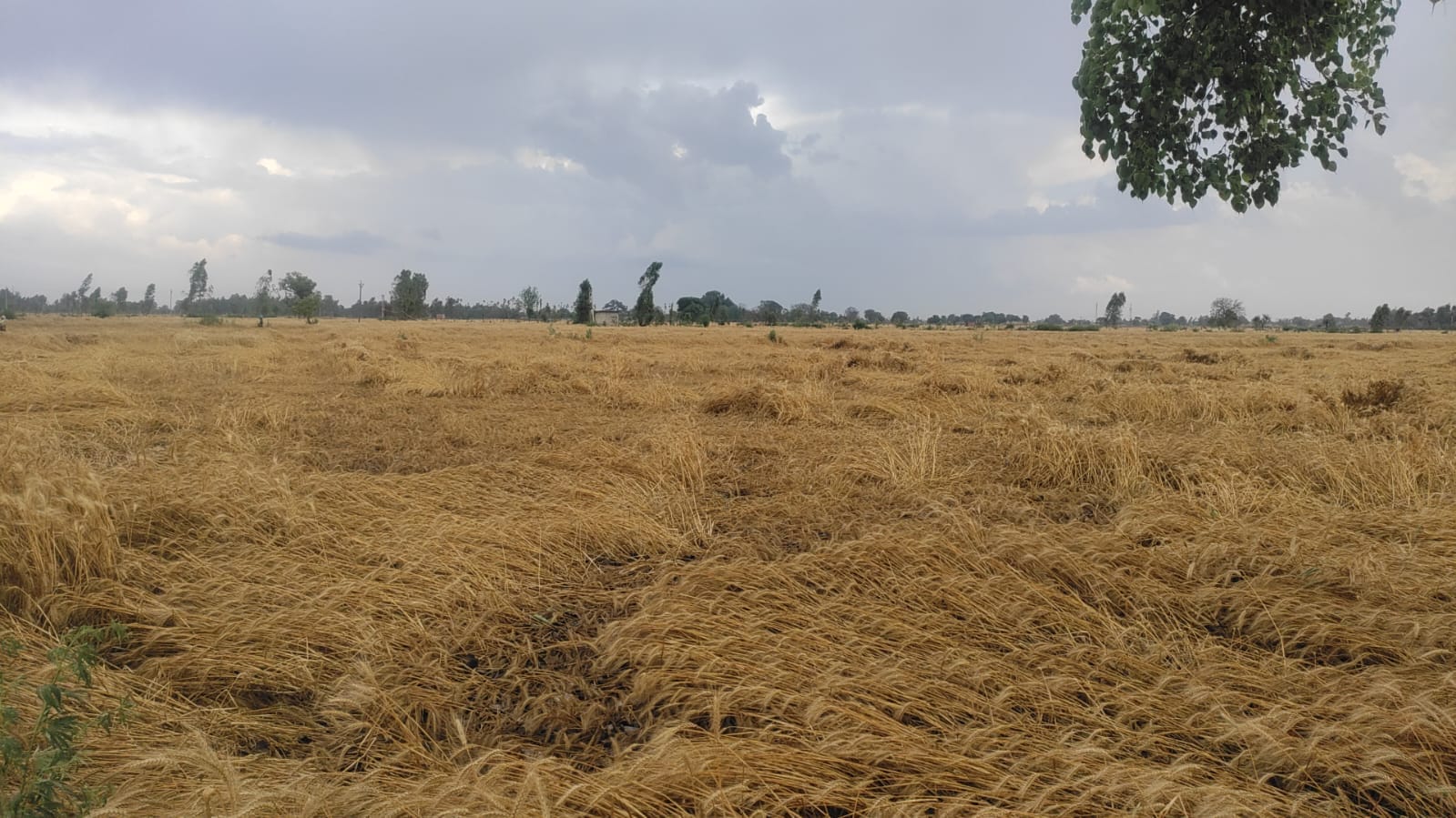 राजेश मिश्रा, किसान