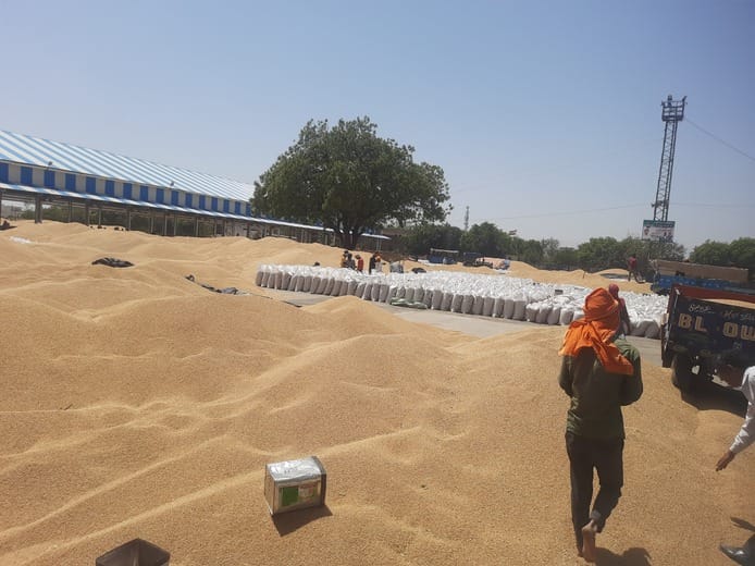 फोटो : सोनीपत की अनाज मंडी में गेहूं के बैग का उठान करते मजदूर। संवाद