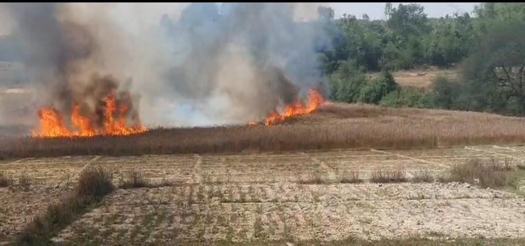 आग से जलती गेहूं की फसल।