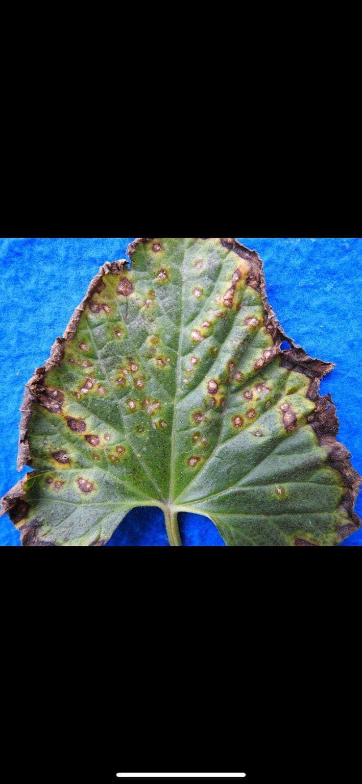 12जेएनडी05,06: खरबूजे की फसल में आने वाली बीमारियों के बाद पत्ते व तने पर बने निशान। स्रोत : कि