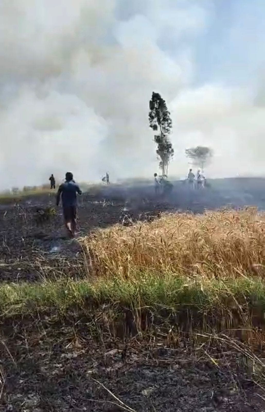 21-रोहतक के भैया पुरा व लाढ़ौत के खेतों में लगी आग के बाद गेहूं फसल हुई राख। स्रोत : ग्रामीण