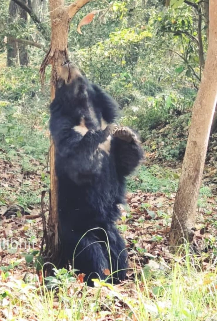 जंगल सफारी मार्ग के निकट एक साथ विचरण करते दो बाघ। स्रोत सोशल मीडिया