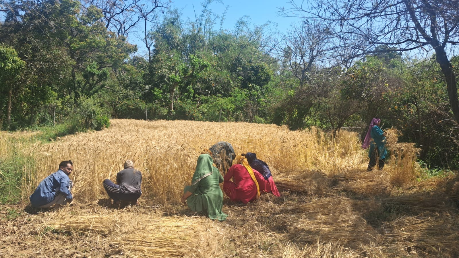 बैसाखी पर्व पर घनारी में गेंहू की कटाई  करते किसान।संवाद