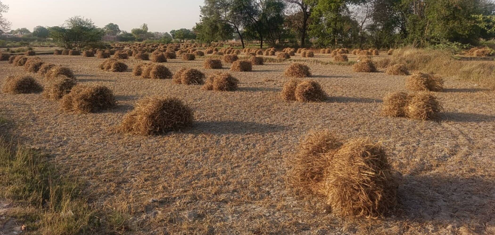 फोटो-15-थ्रेसरिंग के लिए खेत में पड़ी गेहूं की फसल। संवाद