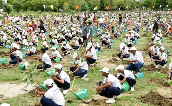 सूख रहे पौधे और पहले पौधरोपण करने के दौरान की तस्वीर।