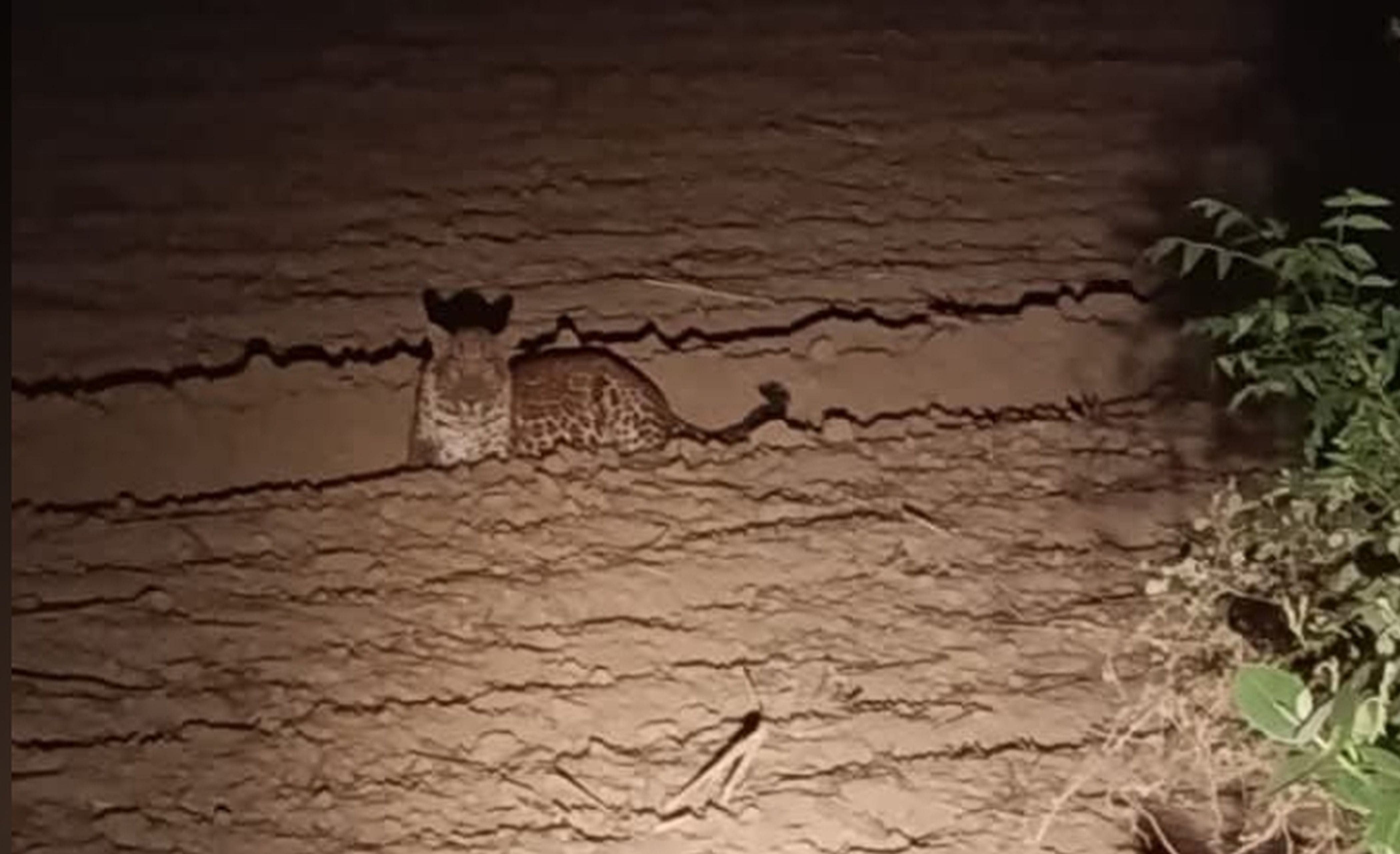 फोटो-09-खेतों में बैठा तेंदुवा। स्रोत वीडियो ग्रैब