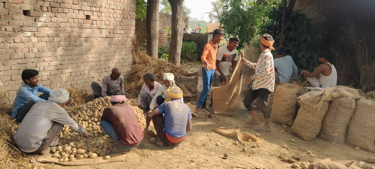 फोटो-14 कमालगंज के मिर्जा नगला गांव में लगे आलू के ढेर को साफ करते किसान। संवाद