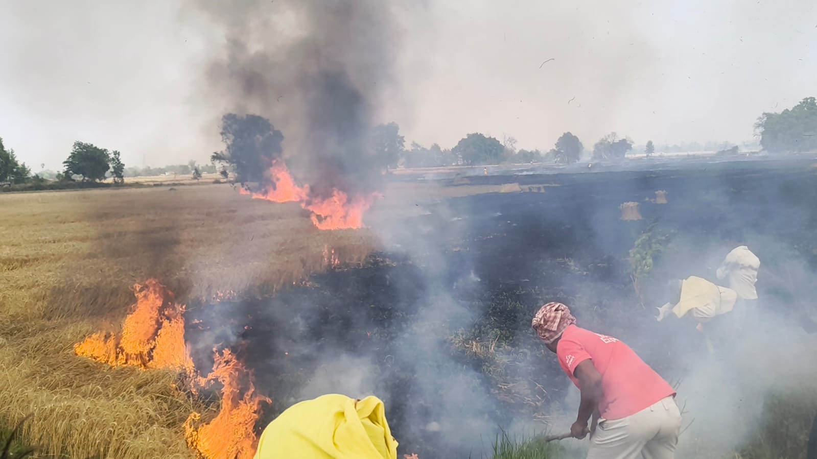 पटना के बिक्रम में गेहूं की फसल जलकर हुआ राख