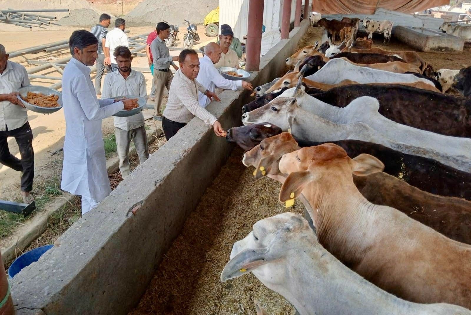 कुरुक्षेत्र। गोवंश धाम एवं अनुसंधान केंद्र मथाना में गायों को गुड़ खिलाते ओएसडी, प्रधान एवं अन