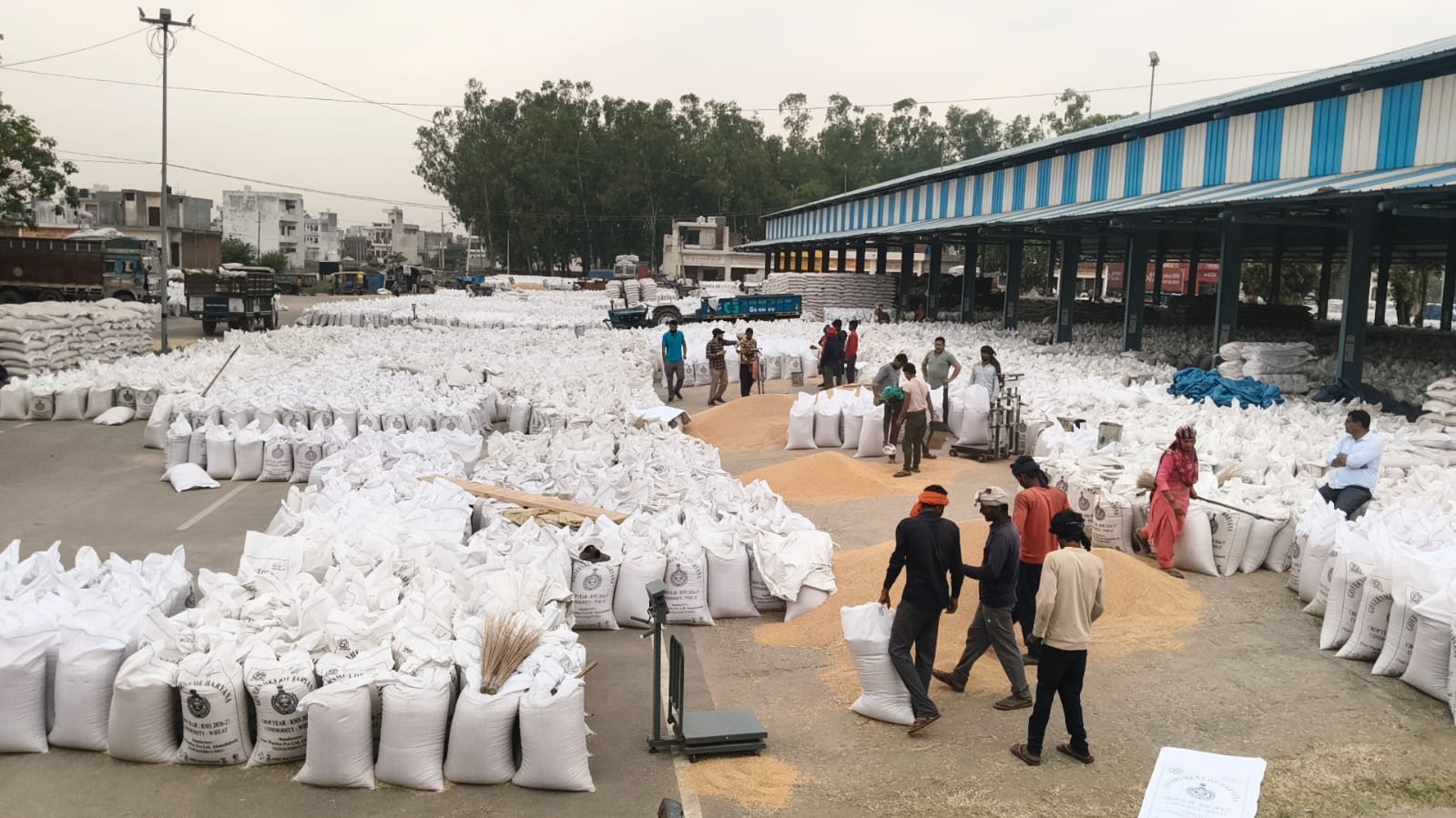 जगाधरी में गोदाम के बाहर अनलोडिंग के लिए खड़े गेहूं के बैग से भरे ट्रक। संवाद