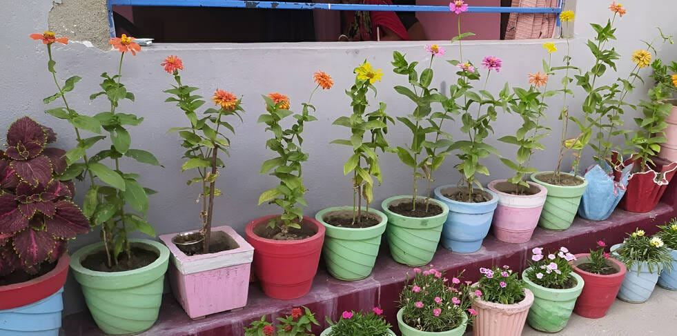 रागिनी रागिनी