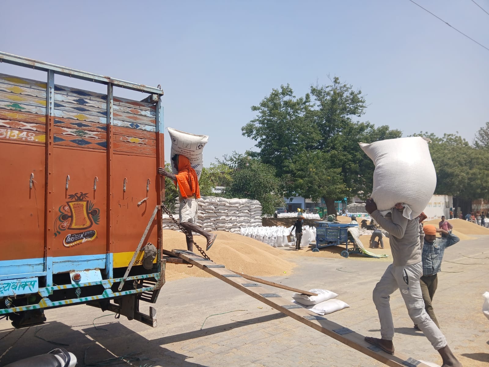 15-रोहतक नई अनाज मंडी में गेहूं का उठान करते मजदूर। संवाद