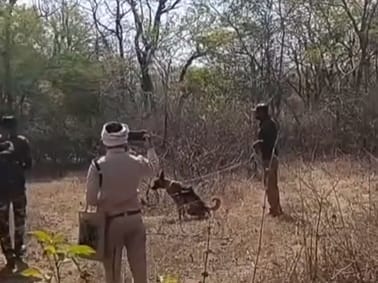 फोटो - 11 जंगल में मिला बाघ का शव। स्त्रोत : विभाग