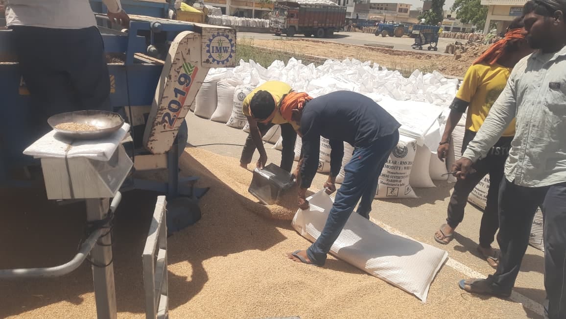 जगाधरी अनाज मंडी में गेहूं के कट्टों की सिलाई करता मजदूर। संवाद