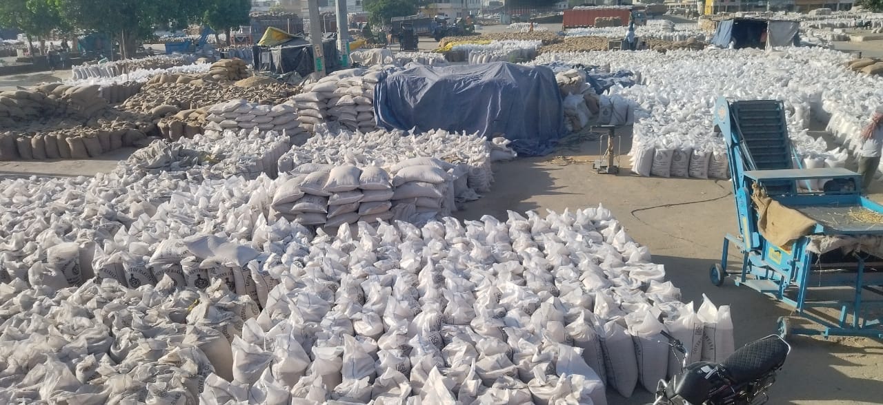 कुरुक्षेत्र। थानेसर अनाजमंडी में खड़े गेहूं से लदे ट्रक। संवाद 