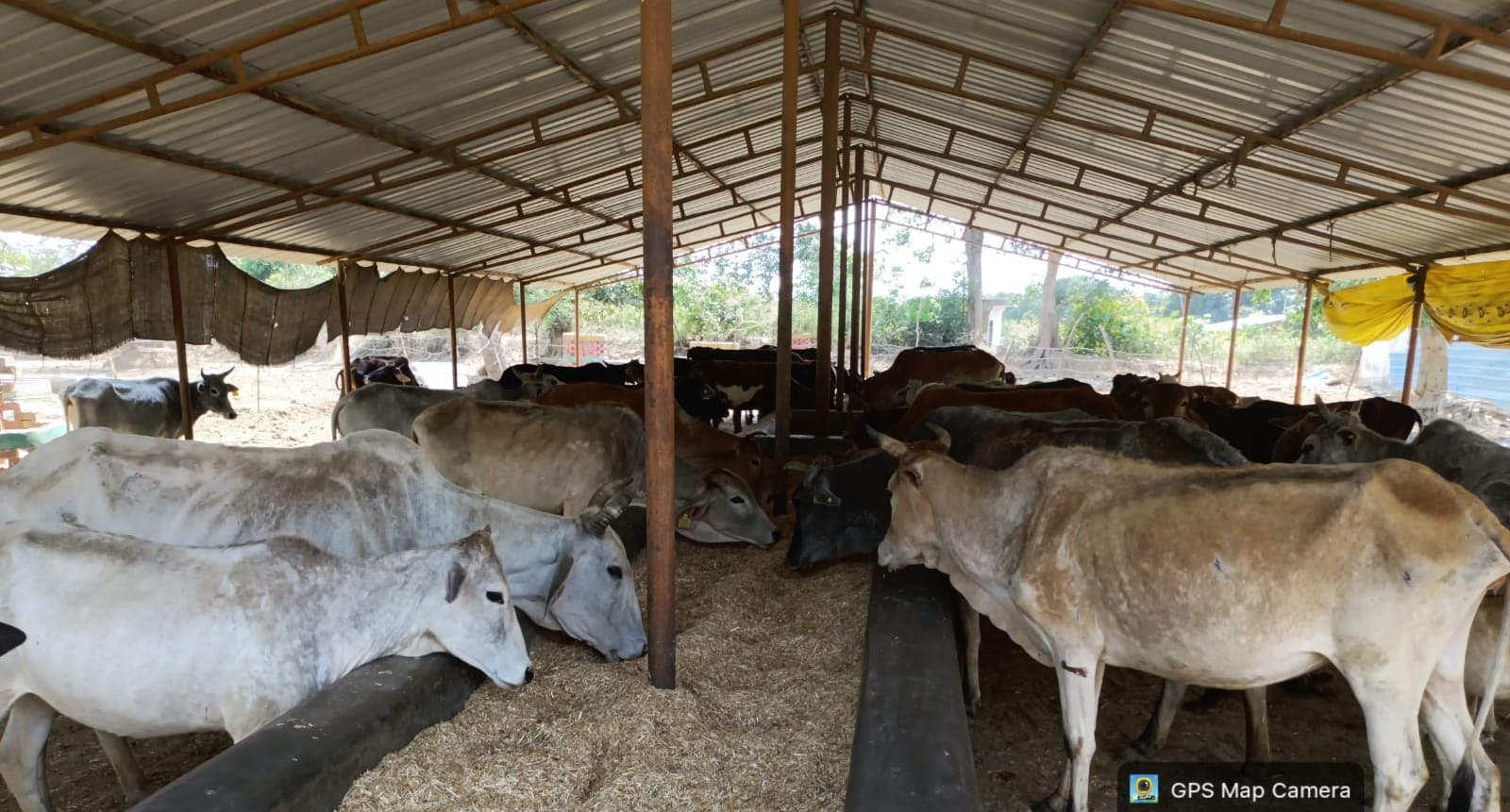 गोशाला में बैठे गोवंश।