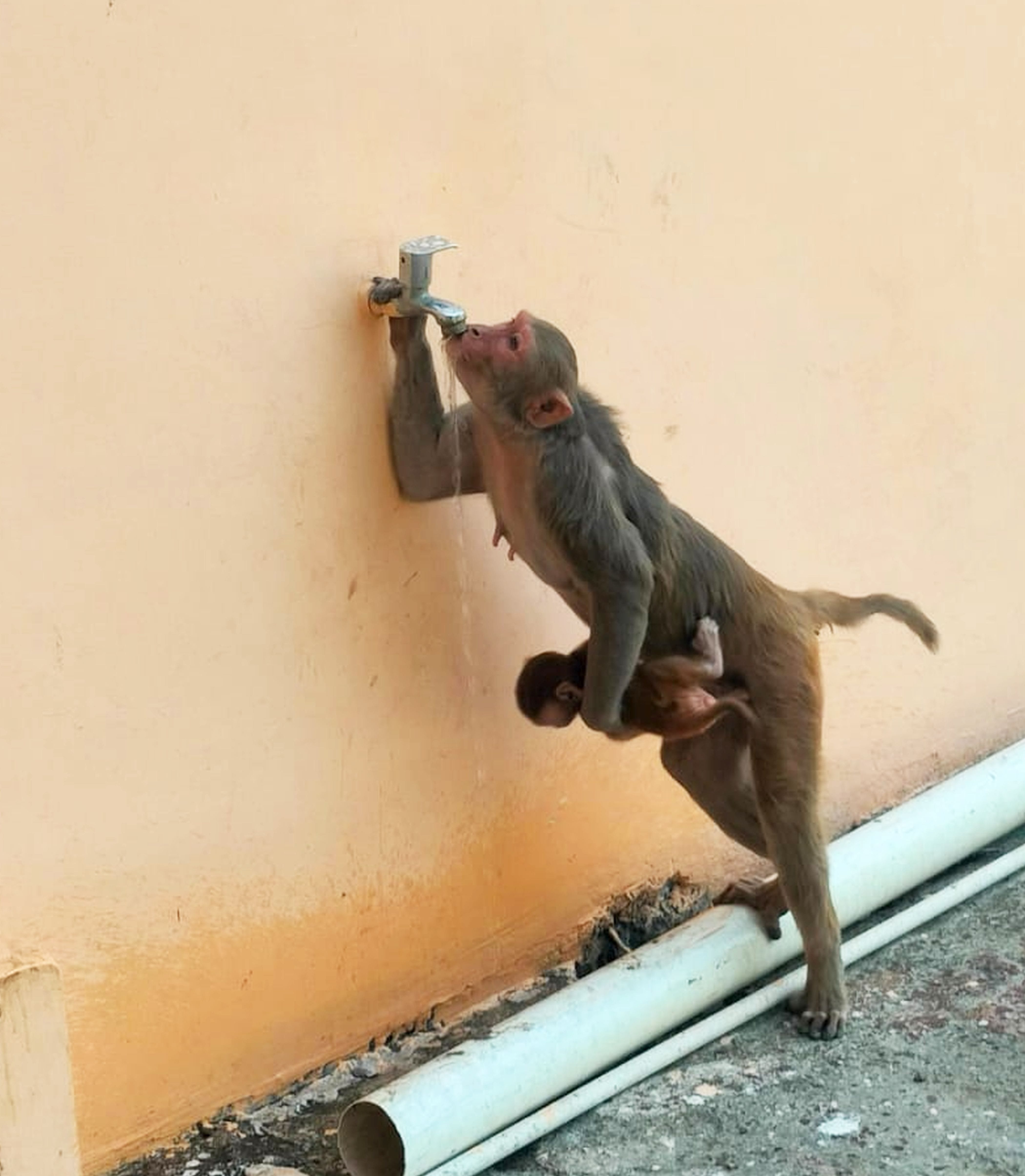 फोटो-04-दोपहर की तपती धूप में टोटी से प्यास बुझाता बंदर। संवाद