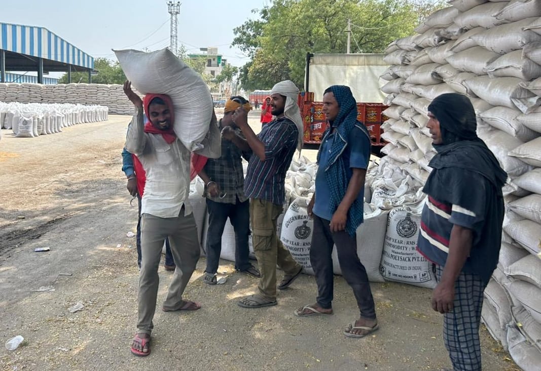 18-रोहतक नई अनाज मंडी में गेहूं का उठान करते मजदूर। संवाद