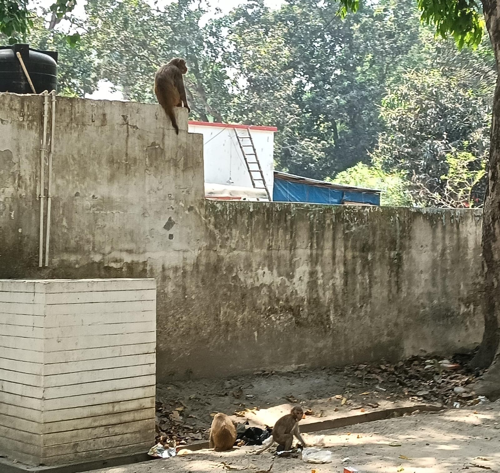 जिला अस्पताल पहुंचे बच्चे को रैबीज टीका लगता कर्मचारी। संवाद
