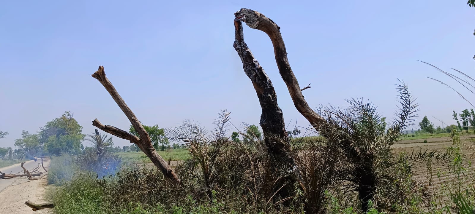आग में जलकर सड़क पर गिरा पेड़ स्रोत संवाद