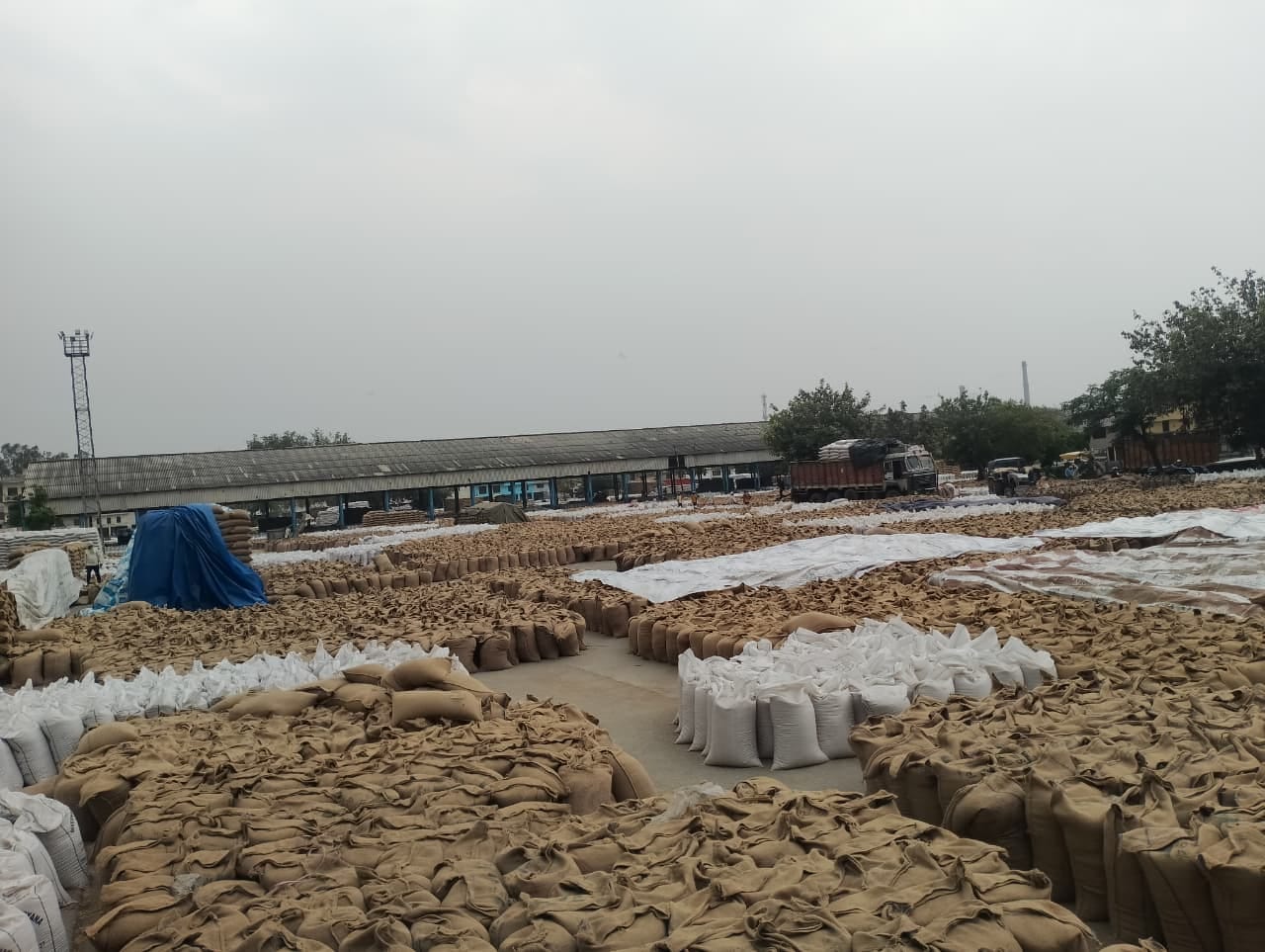 अनाज मंडी में लगे कट्टे। संवाद