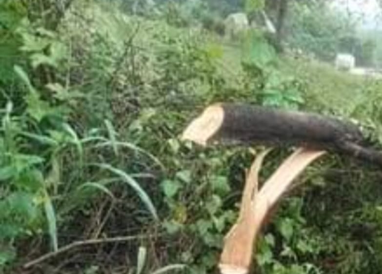 फोटो न-28 सीकेटीपी 18 देवांगना घाटी के पास टूटी पेड़ की डाल। संवाद