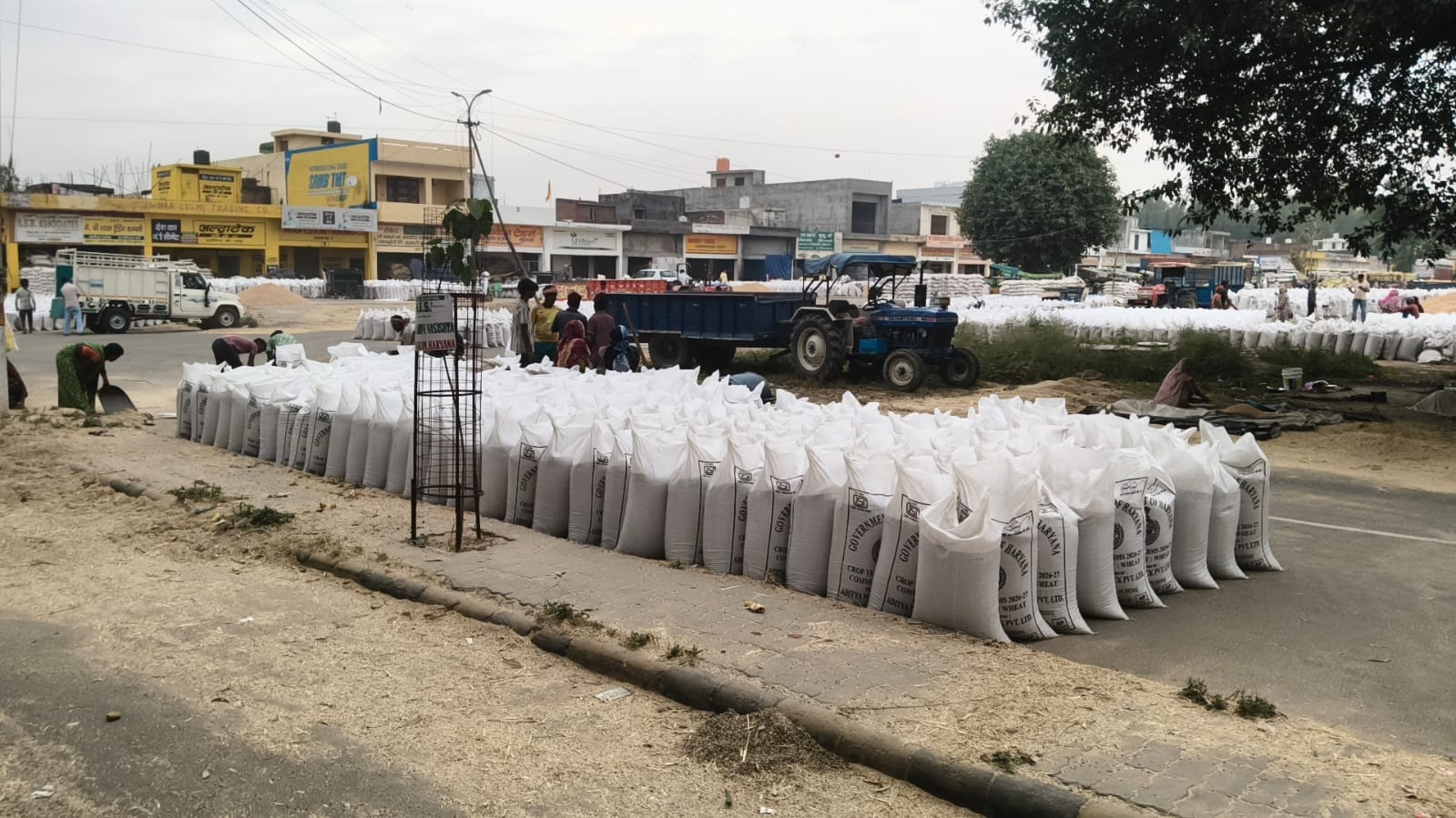 जगाधरी अनाज मंडी में गेहूं को साफ करते मजदूर। संवाद जगाधरी अनाज मंडी में गेहूं को साफ करते मजदूर। संवाद