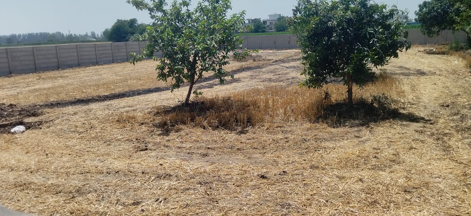 कुरुक्षेत्र। डॉग शैल्टर के बाहर कुत्ते को काबू करते कर्मी। संवाद कुरुक्षेत्र। डॉग शैल्टर के बाहर कुत्ते को काबू करते कर्मी। संवाद