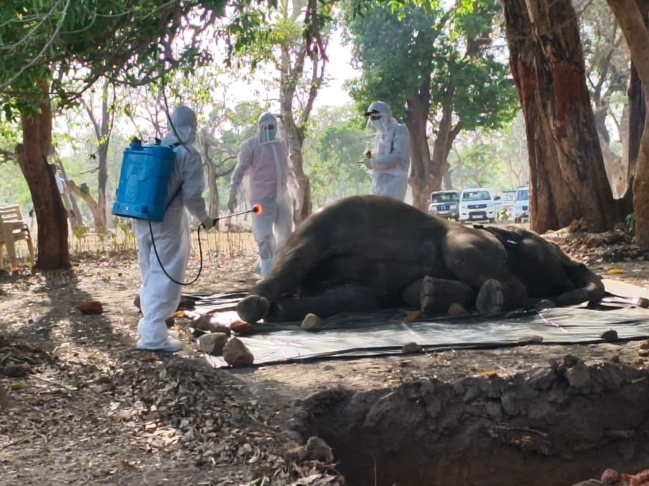 बांधवगढ़ में गायत्री की रहस्यमयी मौत, एन्थ्रेक्स की आशंका से मचा हड़कंप