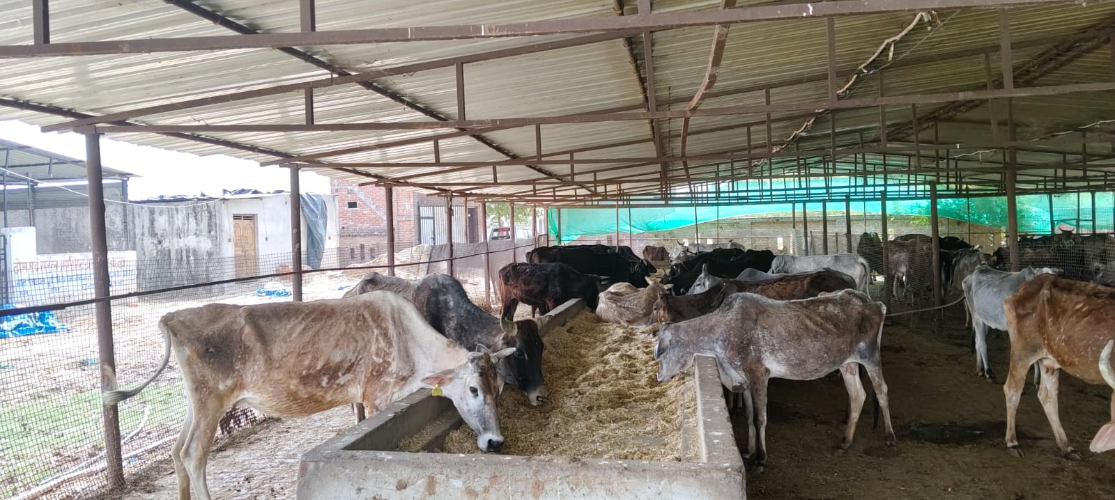 फोटो-30-हिनापुर की गोशाला में तेज धूप की बीच टिनशेड में खड़े गोवंश। संवाद