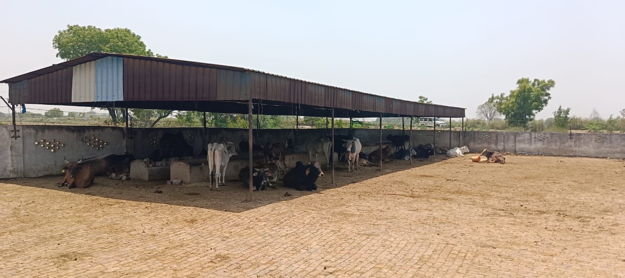 फोटो-30-हिनापुर की गोशाला में तेज धूप की बीच टिनशेड में खड़े गोवंश। संवाद