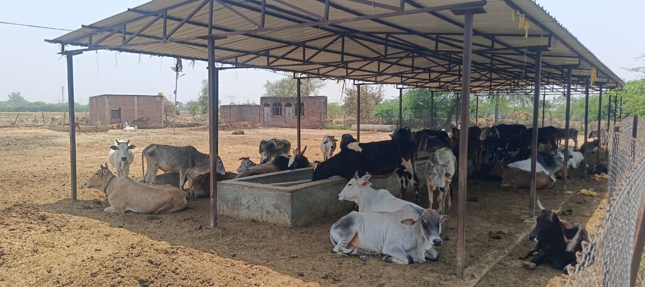 फोटो-30-हिनापुर की गोशाला में तेज धूप की बीच टिनशेड में खड़े गोवंश। संवाद