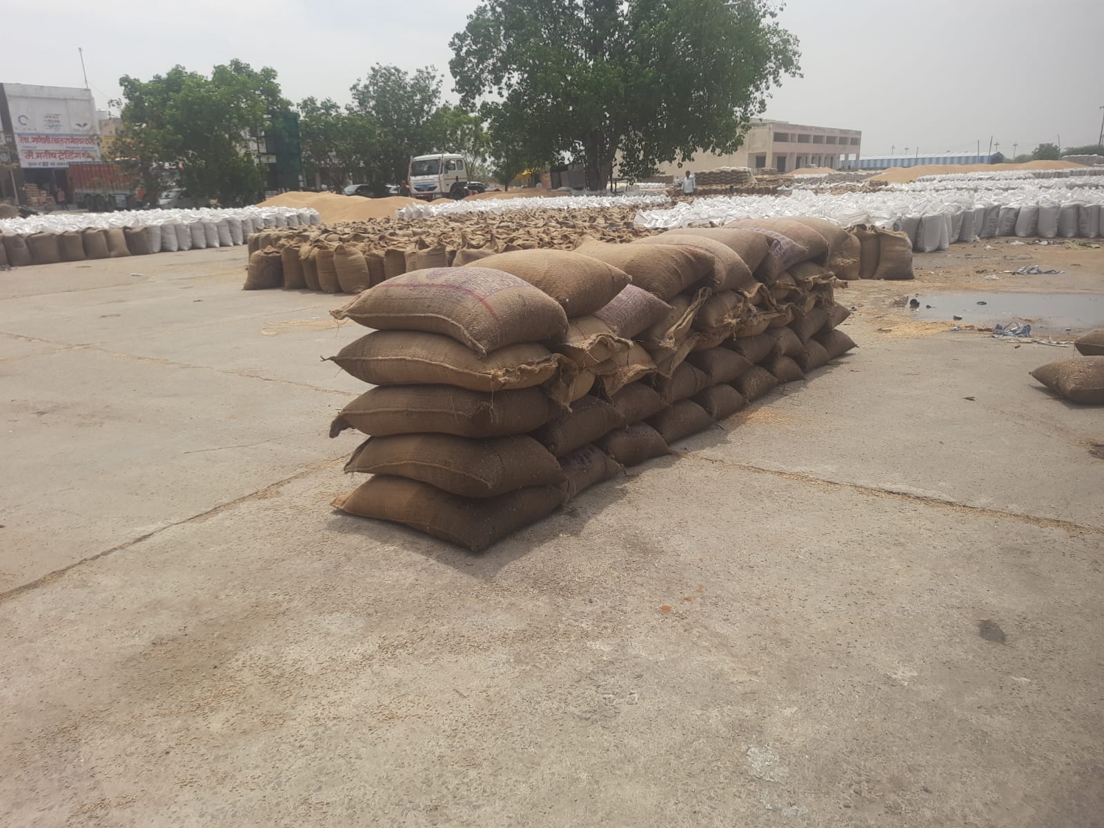 फोटो  : सोनीपत की नई अनाज मंडी में गेहूं के ढेर के पास भरा बारिश का पानी। संवाद