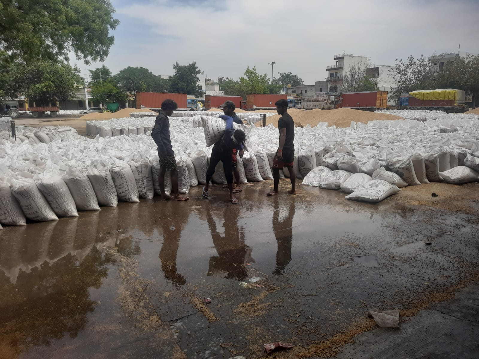 फोटो  : सोनीपत की नई अनाज मंडी में गेहूं के ढेर के पास भरा बारिश का पानी। संवाद