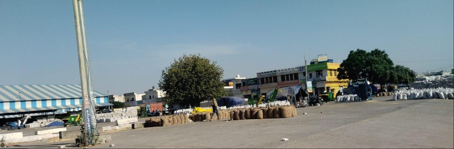 कुरुक्षेत्र। थानेसर अनाजमंडी में उठान की इंतजार में गेहूं। संवाद