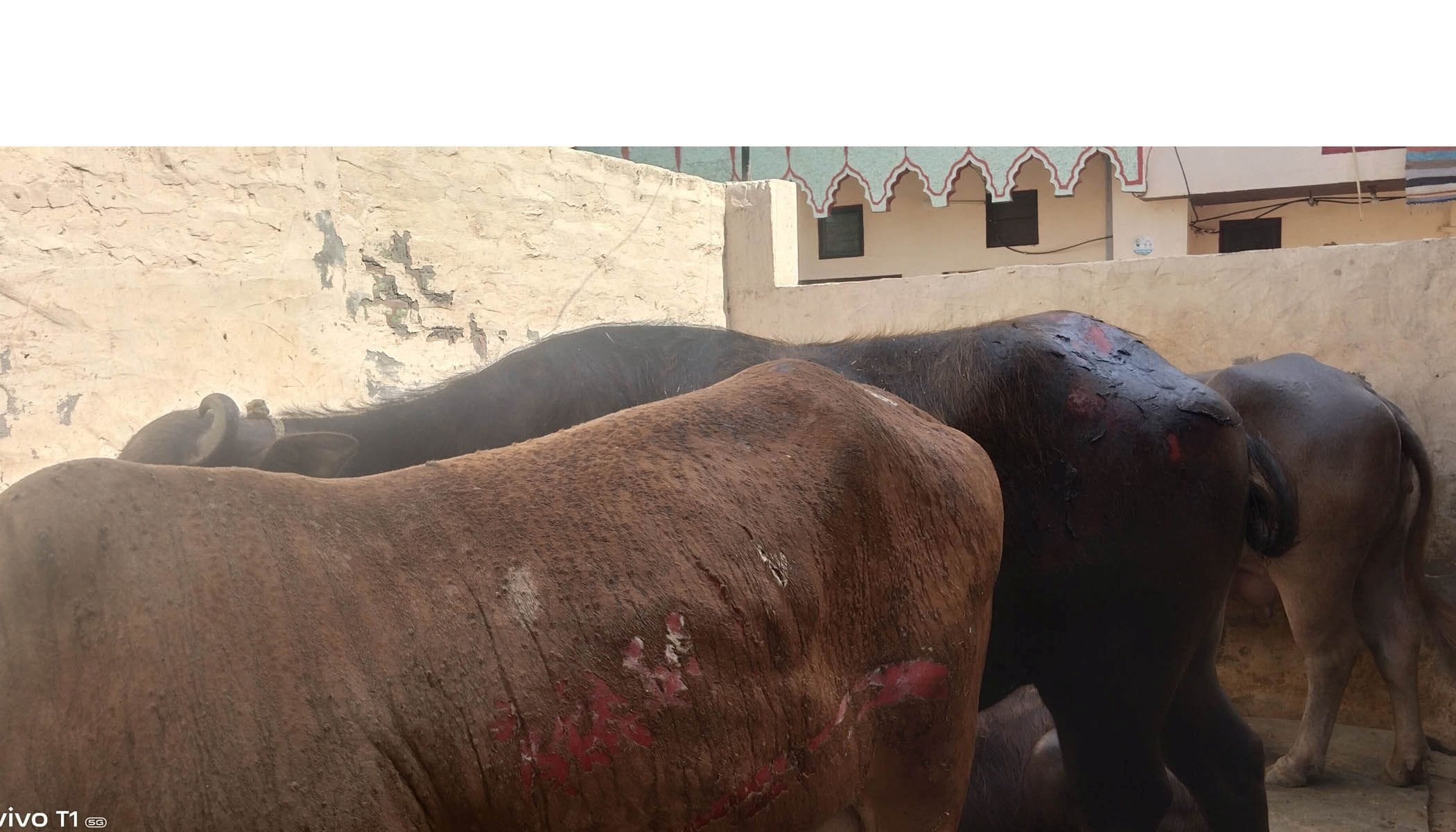 29जेएनडी14: शाहपुर गांव में मौके का निरीक्षण करने पहुंचे उचाना एसडीएम रमित यादव। स्रोत ग्रामीण