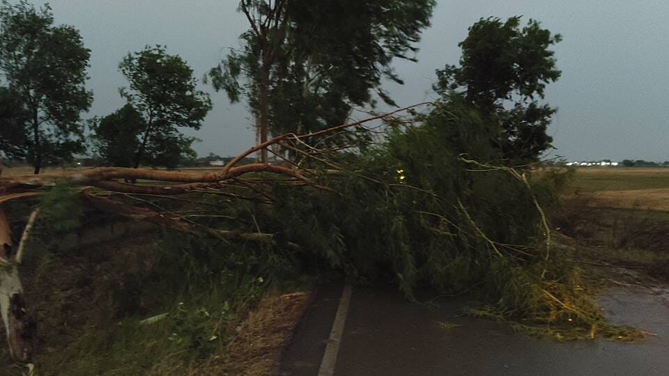 जमानिया स्टेशन रोड पर गिरा पेड़। संवाद