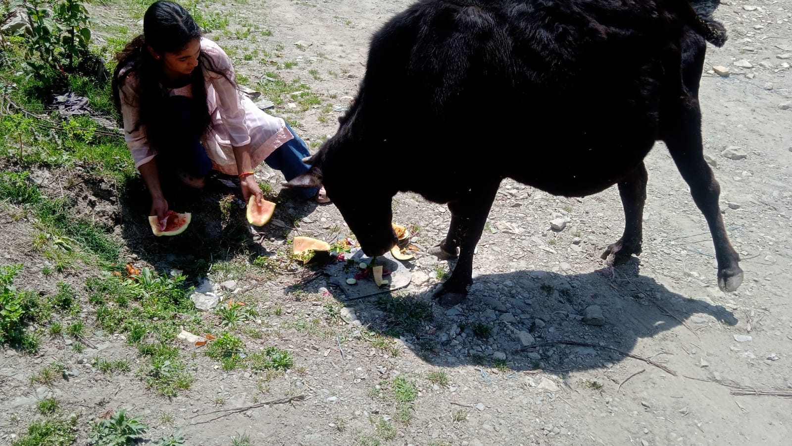 लावारिस पशुओं की सेवा करती बंजार कॉलेज की एनएसएस इकाई की स्वयं सेवी। -कॉलेज प्रबंधन
