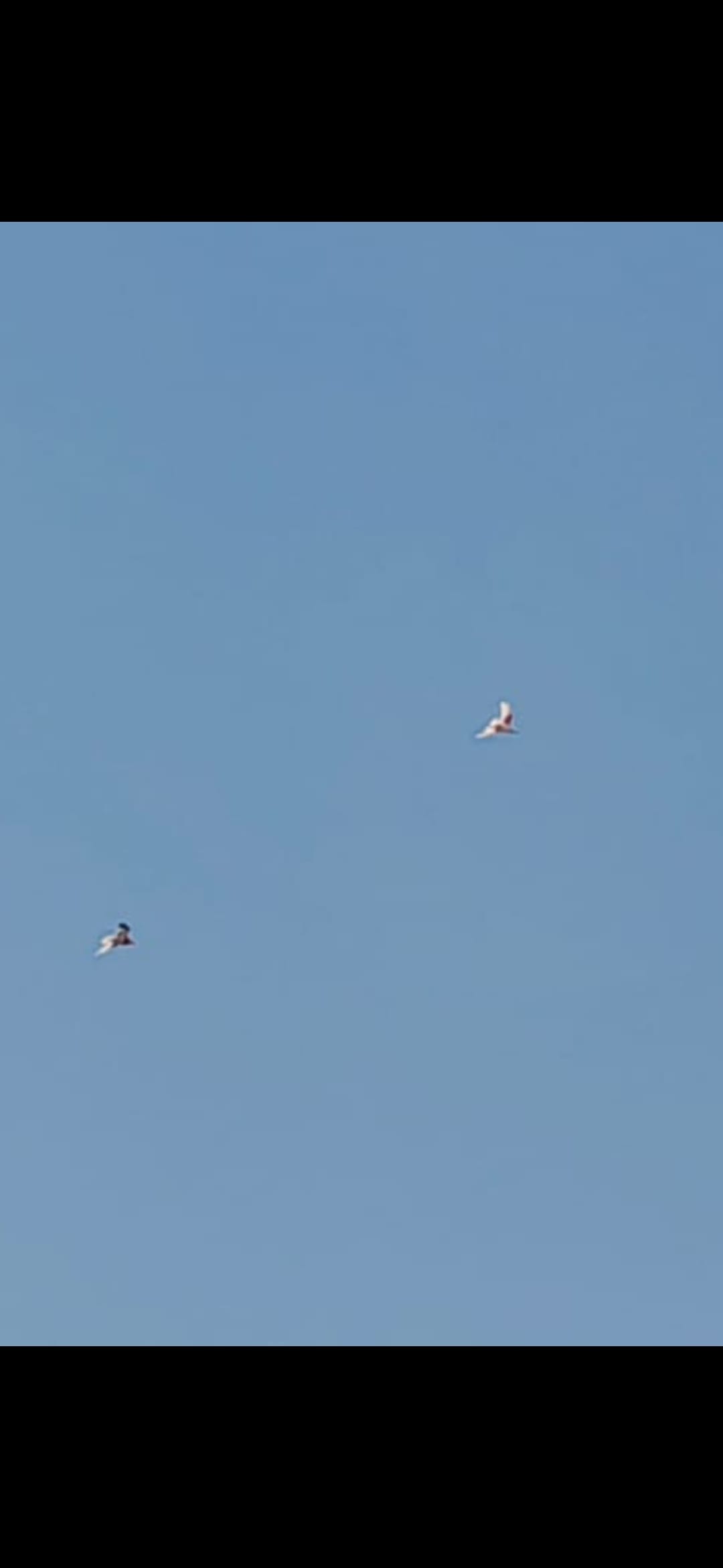 स्टिंग...आसमान में बाजी लगाने के बाद उड़ते कबूतर।संवाद