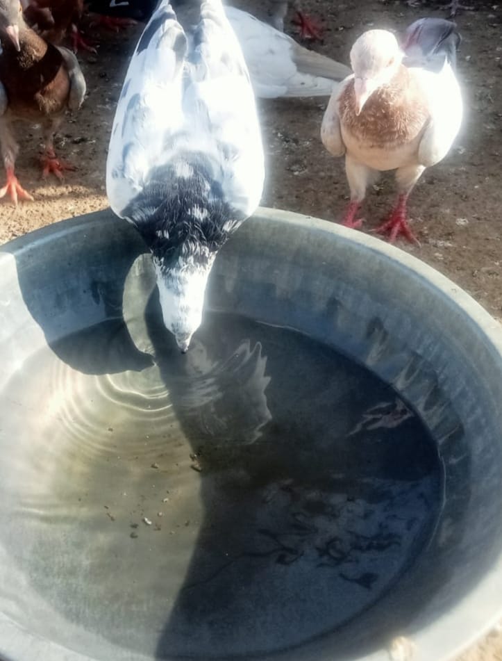 स्टिंग...आसमान में बाजी लगाने के बाद उड़ते कबूतर।संवाद