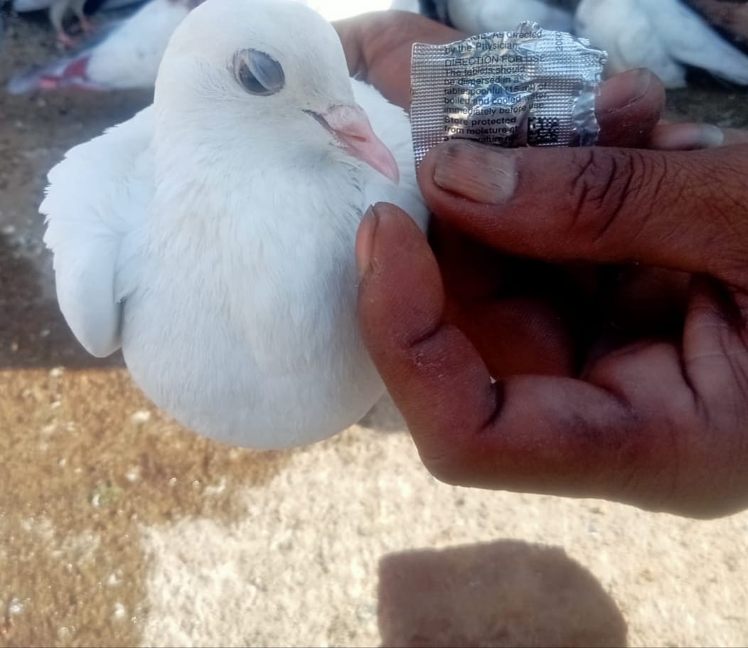 स्टिंग...आसमान में बाजी लगाने के बाद उड़ते कबूतर।संवाद