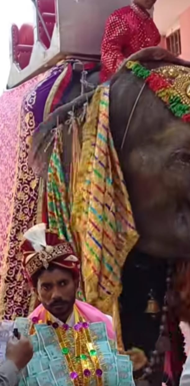 लावड़ - वायरल वीडियो में हाथी पर घुड़चढ़ी करते अंकित। स्रोत वीडियो ग्रैब। लावड़ - वायरल वीडियो में हाथी पर घुड़चढ़ी करते अंकित। स्रोत वीडियो ग्रैब।