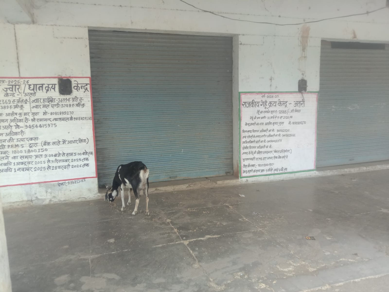 फोटो - 16 बांदा मंडी में किराए के ट्रैक्टर से गेहूं उतारता किसान। संवाद फोटो - 16 बांदा मंडी में किराए के ट्रैक्टर से गेहूं उतारता किसान। संवाद